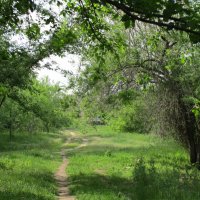 тропинки манят :: Елена Шаламова