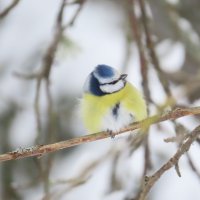 Малышка Лазоревка :: Ольга Митрофанова