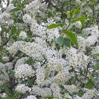 Новый год, и скоро  новая весна... :: Галина Флора