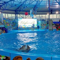 Адлер. Сочи Парк... шоу дельфинов... :: Нина Бутко