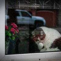 Томский котэ :: Prinz Eugen 