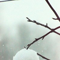 ...а снег идет!) :: Дмитрий 