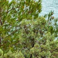 *** :: Дмитрий Лупандин *** :: Дмитрий Лупандин