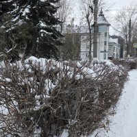 *** с н е ж н о *** :: Olga Oskolkova