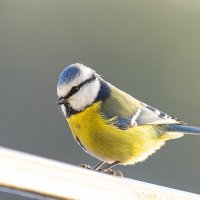 Лазоревка :: Валерий Черняк