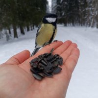 Синица :: Сапсан 