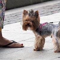 маленькие радости :: Олег Лукьянов