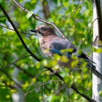 Сойка :: Владимир Лазарев