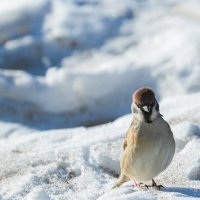 О - хлебушек) А он к примеру ничей? И кто его приколотил к земле?) :: Сергей Флетчер