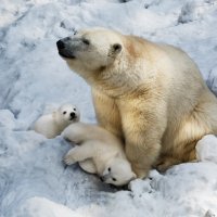 Белый :: SanSan 