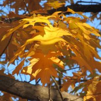 прекрасный октябрь :: Елена Шаламова