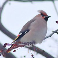 *** :: Любовь Сахарова