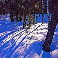 Январь...Уголок тайги! :: Владимир 