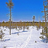 Февраль...Моя лыжня! :: Владимир 