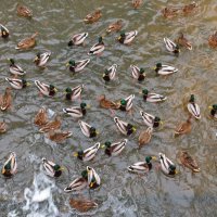 Скопление уток :: Андрей Снегерёв