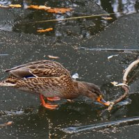 Не порядок! :: Марина Леонидовна