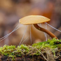 ** :: Виталий Емельянов