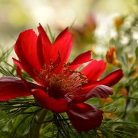 Пион тонколистный :: Надежда Куркина 