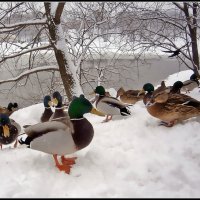 Зимняя тусовка :: Ольга Довженко