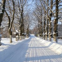 Вековые тополя вдоль дороги. :: Милешкин Владимир Алексеевич 