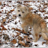 По первому снегу :: Владимир Попов