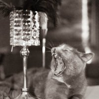 Венера :: Селена Родина