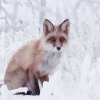 Хитрый лис :: Марина Фомина.