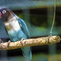 Попугай  неразлучник :: Валентин Семчишин