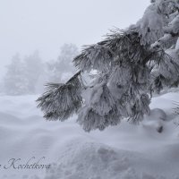 Природа Крыма :: Amazing Cosmea