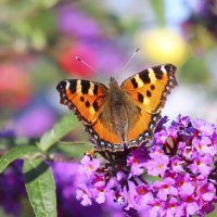 Бабочка на цветах :: елена беликова