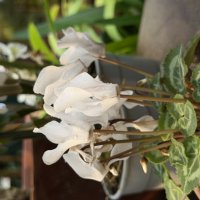 Цикламены :: Pippa 