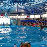 Адлер. Сочи Парк... шоу дельфинов... :: Нина Бутко