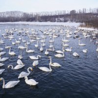 Лебеди на зимовке в Алтайском крае :: Наталия Григорьева