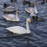 Лебеди на зимовке в Алтайском крае :: Наталия Григорьева
