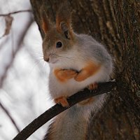 Белка :: Лина 