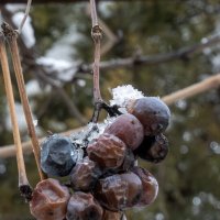 Январский виноград :: Валерий Басыров