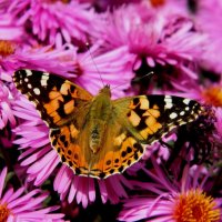 РЕПЕЙНИЦА  НА  СЕНТЯБРИНКАХ. :: Галина 