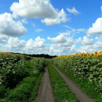 ДОРОГИ  ПОЛЕВЫЕ... :: Галина 