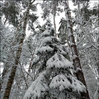 Великолепная ель! :: Надежда 