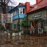 Зеленоградск :: Лилия .