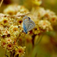 опять про бабочек...316 :: Александр Прокудин