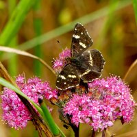 опять про бабочек...319 :: Александр Прокудин