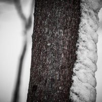 Дерево в снегу :: fogmeadowww m