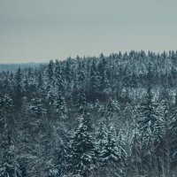 Зимний лес :: fogmeadowww m