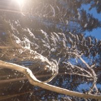 Зима :: Сапсан 