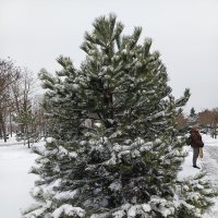 Сосна :: Татьяна Пальчикова