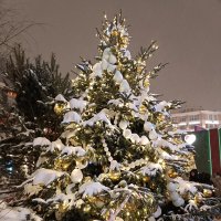 заснеженные ёлочки :: Галина R...