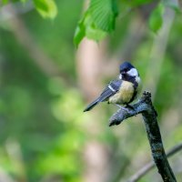 Синичка :: Владимир Лазарев