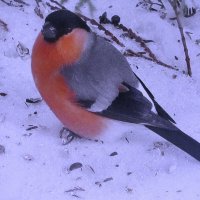 Дайте ещё семечек :: Людмила Смородинская