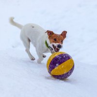 Центральный нападающий. :: Анатолий. Chesnavik.